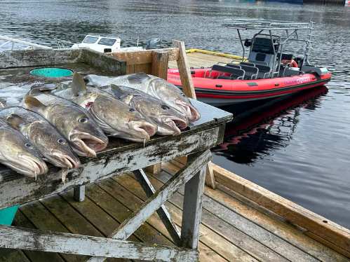 Dildo Cod Fishing & Boil-Up